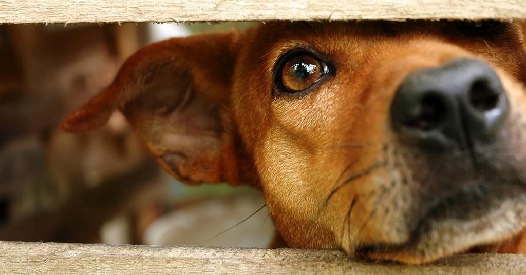 dog bit liability south africa